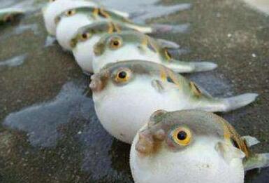 Ұ�������ж� Ո��ƴ���Ժ��ࡱ