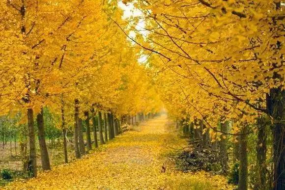 ���\�C����ӭ�����¡�������ʲô�ɫ����