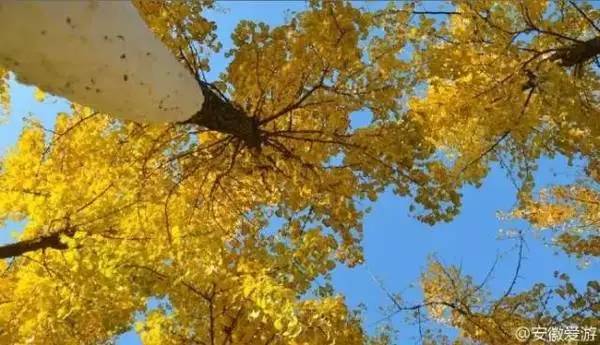 ���\�C����ӭ�����¡�������ʲô�ɫ����