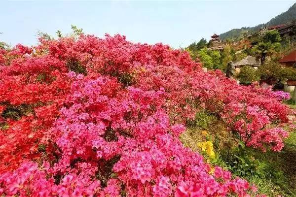 ���\�C����ӭ�����¡�������ʲô�ɫ����