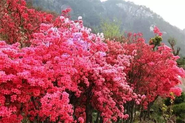 ���\�C����ӭ�����¡�������ʲô�ɫ����