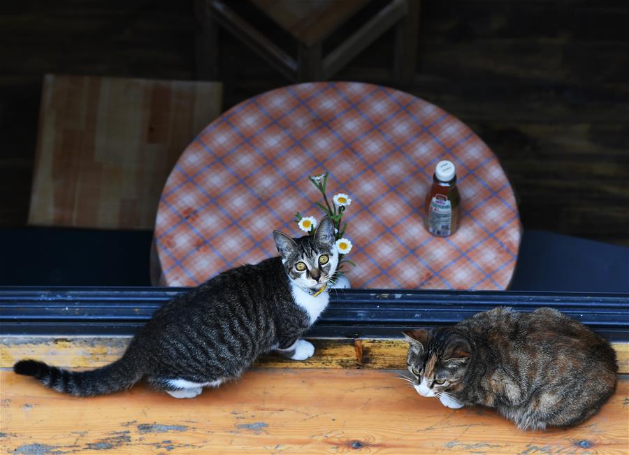 �����(hu��)����5���ؑc�������Ą�(chu��ng)�օ^(q��)��������A