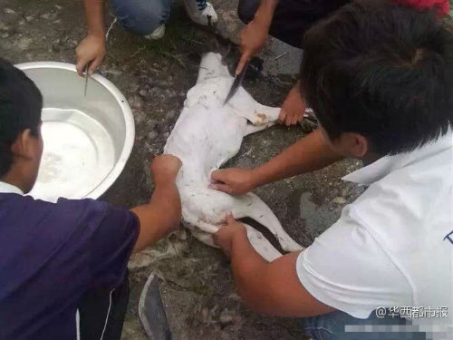 �W(w��ng)������Ű������Ƭ���ؑ�(y��ng)�Q�P(gu��n)��ƨ�¡�