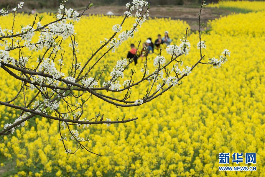 #(社會)(20)賞春踏青正當時 #(社會)(20)賞春踏青正當時