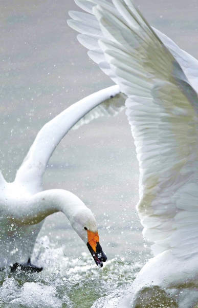  ,���l�ڳ���!���T�{�S�ӎ�^(q��)���Z����