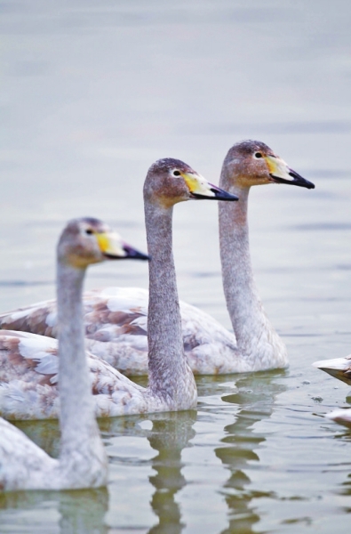  ,���l�ڳ���!���T�{�S�ӎ�^(q��)���Z����