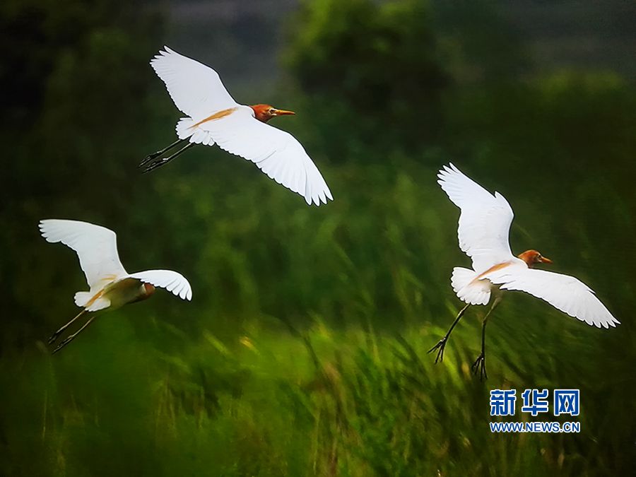 ������ɽ:���������� �����M�۾G