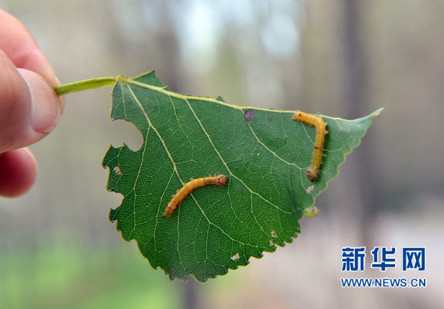 ���(y��ng):�˹����˗��(sh��)ʳ�~���x(ch��ng)