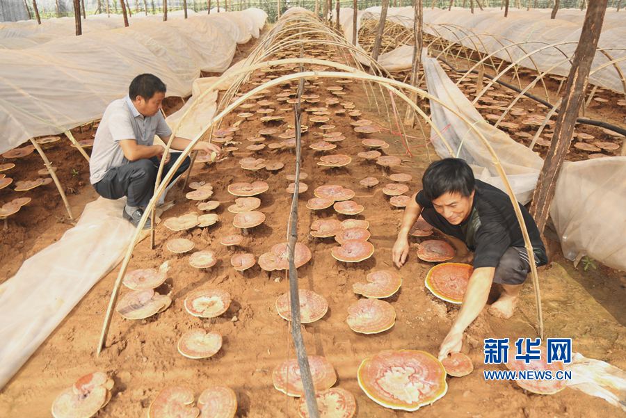 �������:�Nֲ�`֥�l(f��)չ��ɫ�r(n��ng)�I(y��)