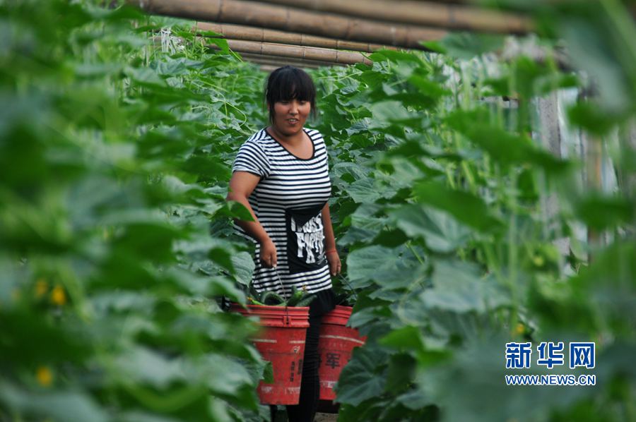 ���σ�(n��i)�S:�߲˲��չ���(y��ng)��(ji��)���Ј�