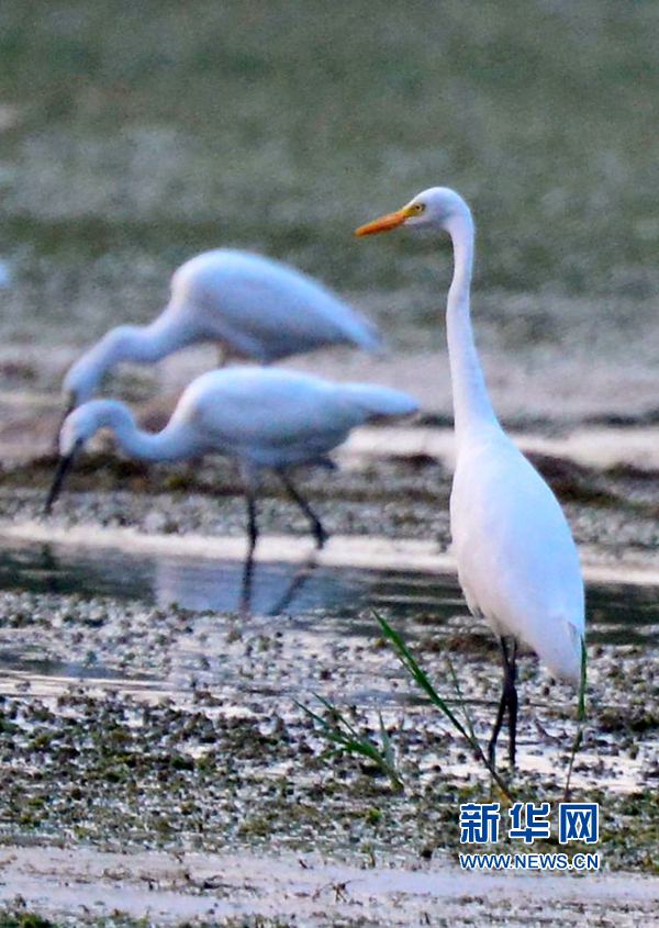 �������:��ˮ�{�� ���C֮��