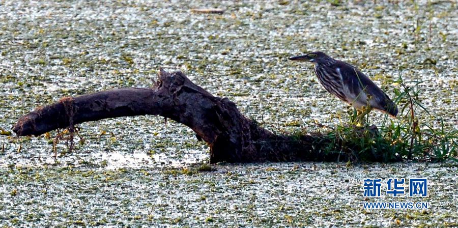 �������:��ˮ�{�� ���C֮��