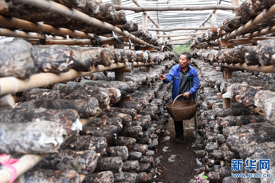 ɽ�^(q��)�����r(n��ng)�������Nֲ�㹽���Ӵ���Óؚ�¸�