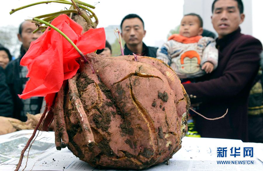 �t�������ޡ�,���ߞ���