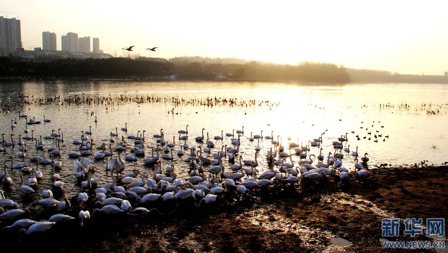 �����Z��s���� ���Z��ϲӭ �ɿ�