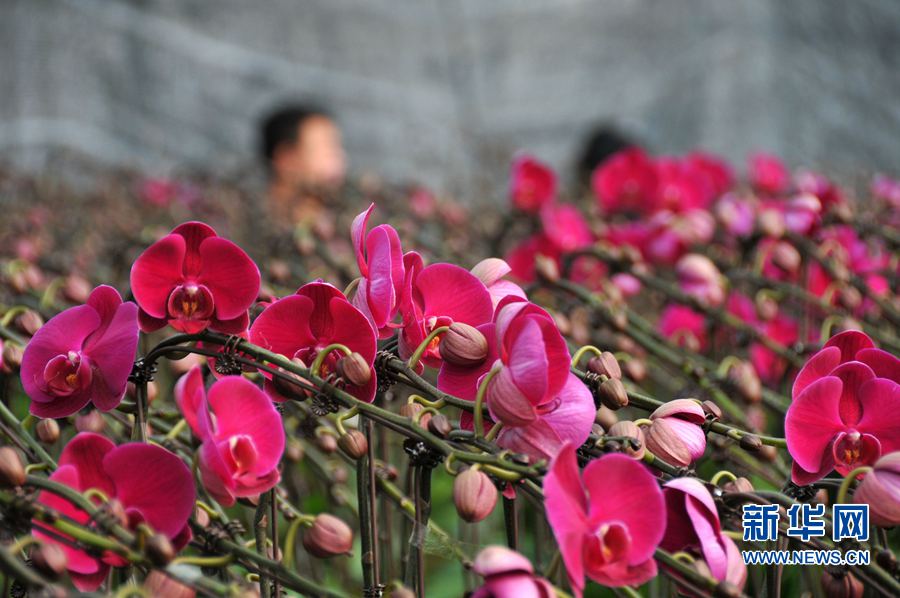 �xُ(g��u)�r��ӭ����