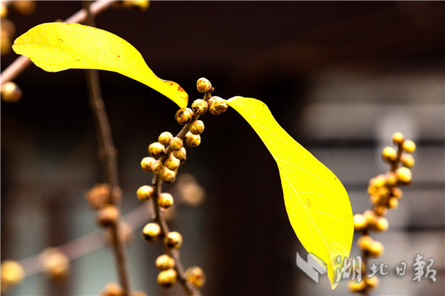 12��26�գ��ں������w��ԭ���ﾰ�^(q��)��ԭ���(n��i)�Ĕz��Ϟ÷��