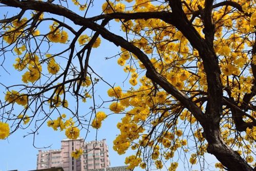 �p���� �_���S���L�ľʢ�_�Ҵ�����Ļ