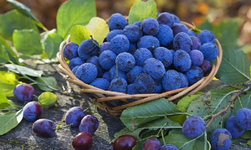 �X�׽�������������@15�N��Ȼʳ������a�X��