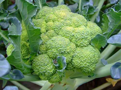 �X�׽������ˣ�����@15�N��Ȼʳ������a�X��