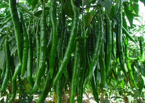 �X�׽�������������@15�N��Ȼʳ������a�X��