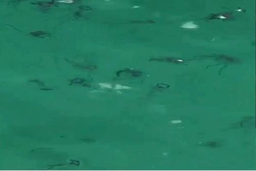 中國(guó)僑網(wǎng)(泰國(guó)《世界日?qǐng)?bào)》)