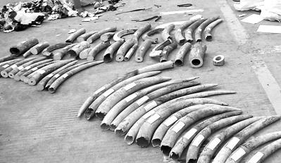 廈門(mén)在檀香木中查獲57根象牙 價(jià)值超800萬(wàn)元