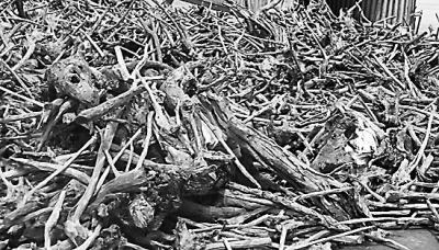 廈門(mén)在檀香木中查獲57根象牙 價(jià)值超800萬(wàn)元