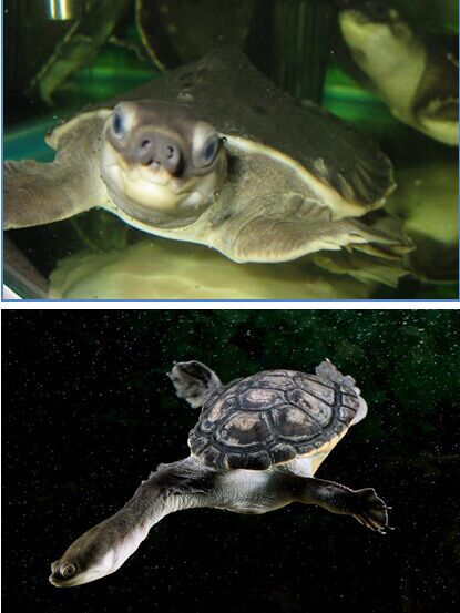 ӡ�ả�P(gu��n)��@4600��ֻ��˽�Ї�(gu��)��ϡ���� �U(xi��n)���Ի���ˎ