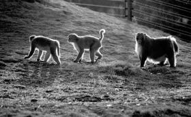 �ܸ���՚�Ӱ� ȫʡ��ߚ�،��½�4��6��