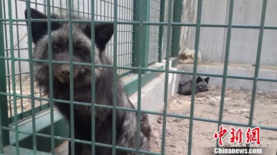 ���֫@�ȵķ����������ڱ�����Ұ��������o���Ľ��ܿ�����B(y��ng)��Ŀǰ�ѱ��ͻ�ԭ�B(y��ng)ֳ�����D���ڸ��x�\��ĺ�؂�����Ǻ��� �z