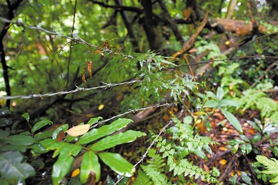 ���ų������܇����F�z�W(w��ng)���o����߀����͵�I�߷�Խ�o���ƉĘ���