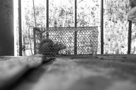 6��16�����L(zh��ng)ɳ���dС�^(q��)�������u�˵ĺ��������Ȼ��һֻ���P(gu��n)�ڻ\�����