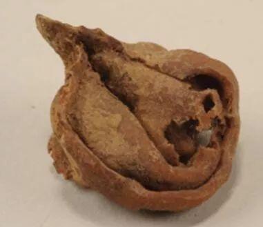 文物解碼丨唐代西域的餃子與餛飩