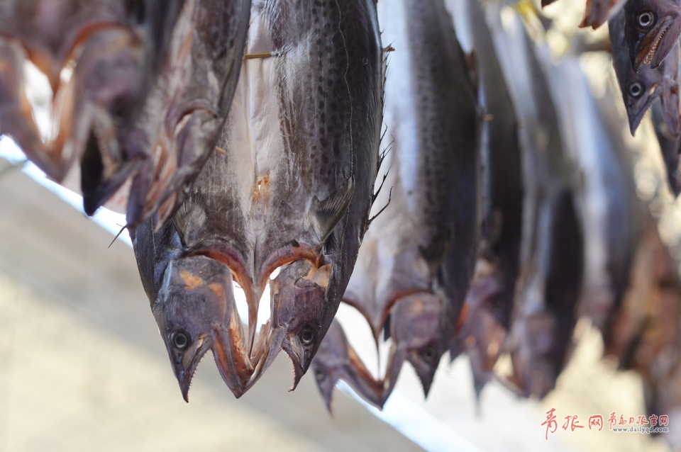 青島進入秋鲅魚晾曬季 空中美味誘人味蕾(圖)