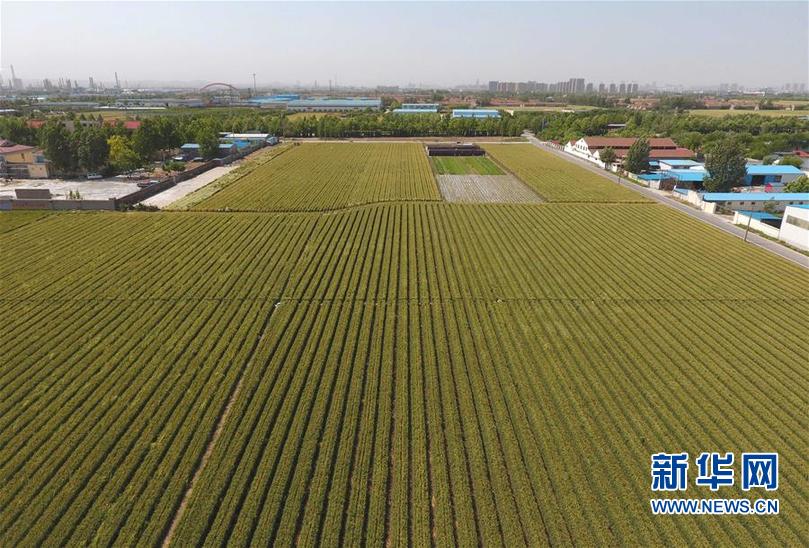 (經(jīng)濟(jì))(1)山東小麥即將大面積成熟