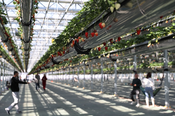 4��4�����ο������u�G�ִ��r(n��ng)�I(y��)�Ƽ����޹�˾�Ĳ�ݮ���������e��ժ�����ܼ��յĘ�Ȥ��(���M(j��n)�� �z13)�Ԓ13854260100.JPG