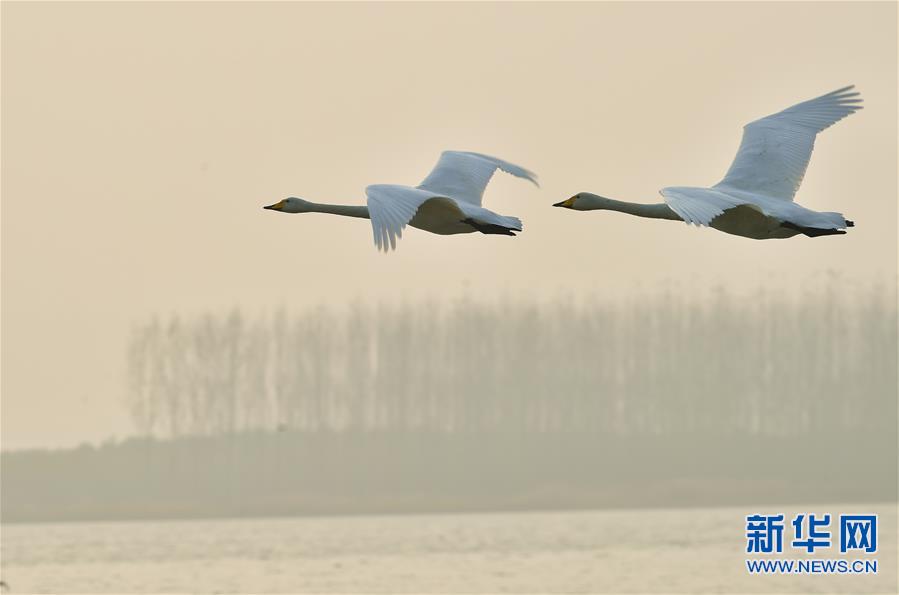 �f(w��n)�����Z��ƽꑡ������Ї�(gu��)�����Z֮�l(xi��ng)�����Lӛ