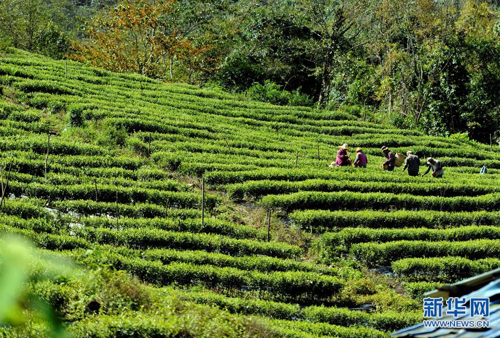 ����īÓ���r(n��ng)���ɲ�æ