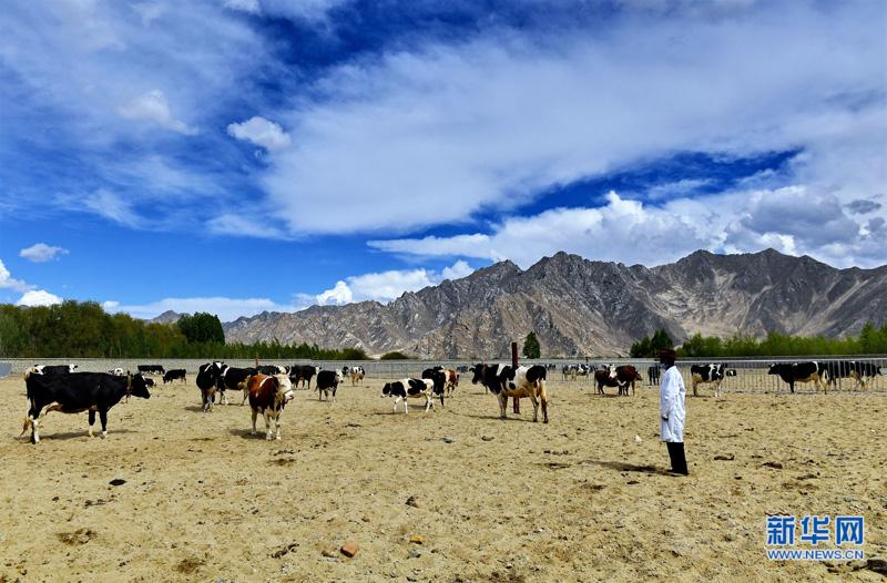 �B(y��ng)ֳ��ţ��������